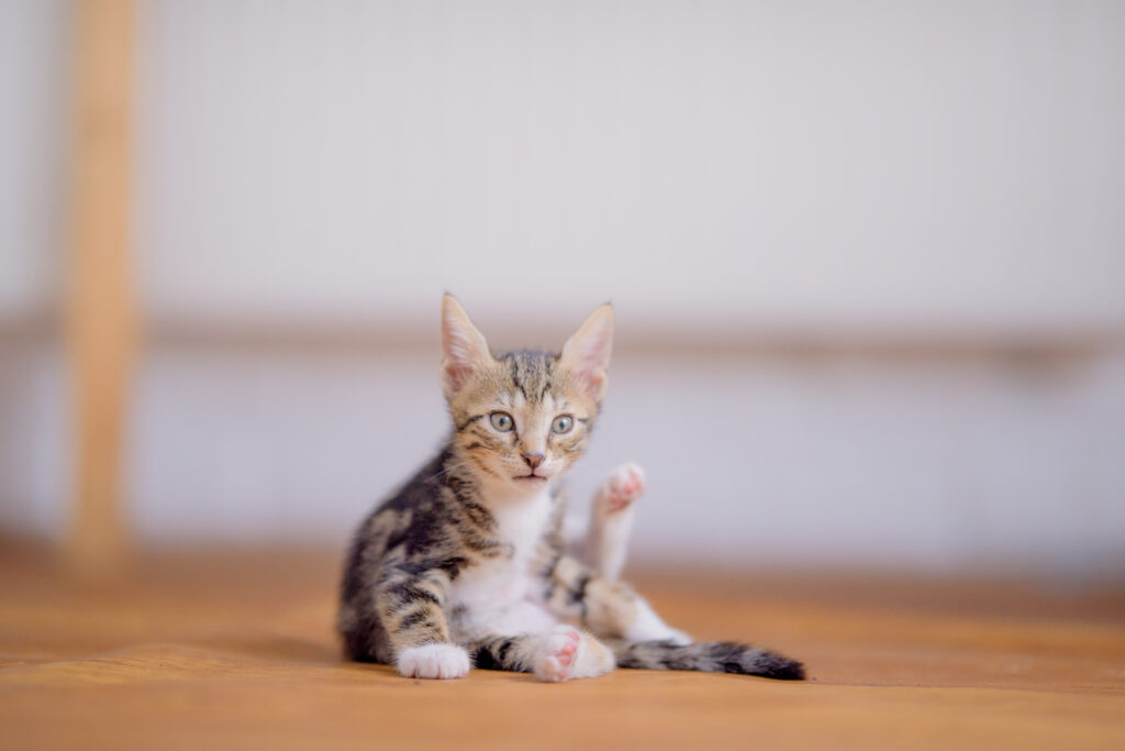 Een schattige kitten die zit, representerend de frisheid en reinheid na het gebruik van Ecodor producten voor het verwijderen van kattenpis geur.