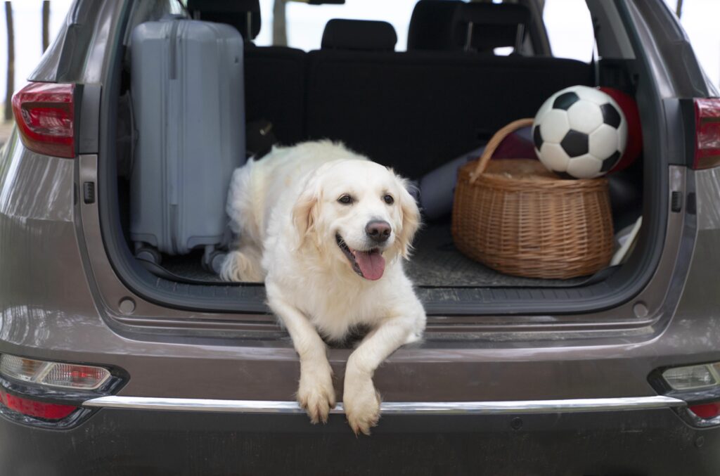 Afbeelding van een hond die in de kofferbak van een auto zit. De hond kijkt vrolijk naar buiten, met zijn tong uit zijn bek. De kofferbak is open, en je ziet een deel van de auto en de omgeving op de achtergrond.