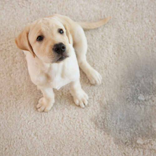 Animaux de compagnie